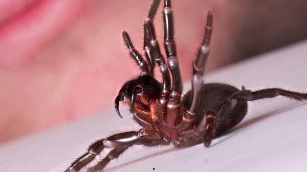 爆炸蜘蛛最新爆料下载,揭秘神秘生物的惊人真相与未知能力